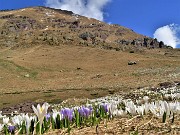 34 Al Monte Campo Crocus vernus bianchi e violetti con pozza e Monte Spondone